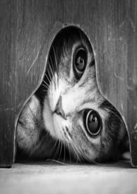 千与千寻猫的报恩