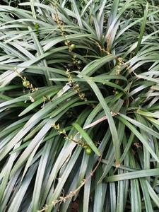 四合院之重生我为何大清Leslie飘零